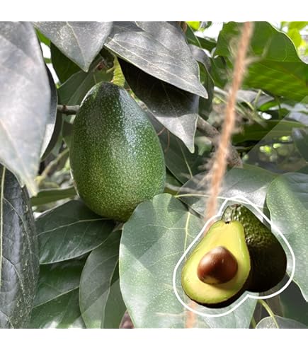 Amazon.co.jp: アボカド・エッティンガー 接木2年生苗木 7寸大苗【果樹