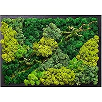 Amazon.co.jp: LVZHIHUAN モス壁飾り 本物の保存モス