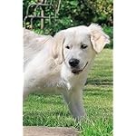 犬 iPhone(640×960)壁紙 カレンダー2024 ゴールデン・レトリーバー 犬 iPhone(640×960)壁紙 カレンダー2024 ゴールデン・レトリーバー
