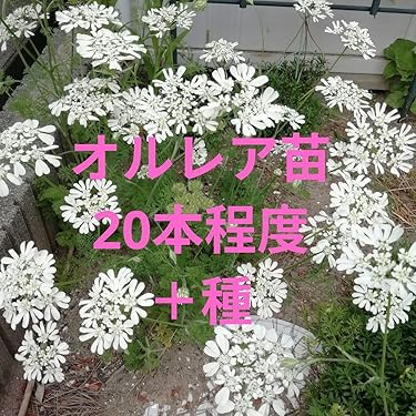 Amazon.co.jp 最新リリース: 花の種 の新着ランキングです。