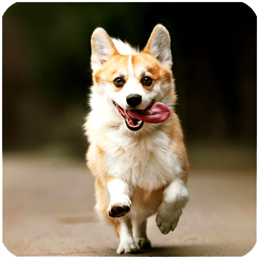 Amazon Co Jp 犬の音 吠える犬の音の着信音 Android アプリストア