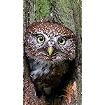 フクロウ QHD(540×960)壁紙 Little Owls フクロウ QHD(540×960)壁紙 Little Owls