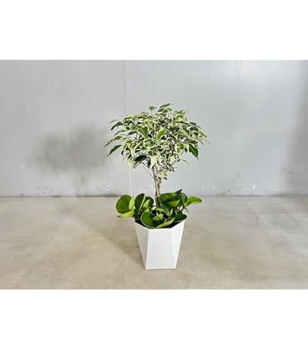Amazon｜観葉植物 フィカス ベンジャミン ラブリー｜観葉植物