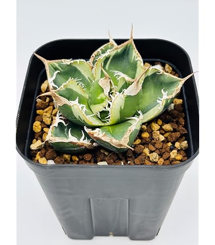 Amazon｜アガベ チタノタ ハデス 黒帝斯/Agave titanota 'Hades'/観葉