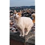 猫 iPhoneSE/5s/5c/5(640×1136)壁紙 2024 世界の自由ネコ 猫 iPhoneSE/5s/5c/5(640×1136)壁紙 2024 世界の自由ネコ