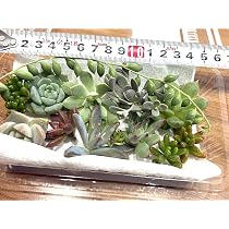 Amazon.co.jp: 多肉植物 カット苗 おまかせセット 寄せ植え 10種類