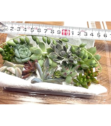 多肉植物☆プラストラーツス☆秋麗☆朧月 多肉植物☆プラストラーツス☆秋麗☆朧月