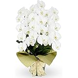Amazon 胡蝶蘭専門店はなやか 胡蝶蘭 白大輪 3本立ち 27輪 29輪クラス ギフト 生花 生産直売 ラッピング 札は ギフトの設定 をしてください 観葉植物 オンライン通販