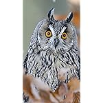 フクロウ iPhone8,7,6 Plus 壁紙 拡大(1125×2001) Eulen 2020 Broschuerenkalender フクロウ iPhone8,7,6 Plus 壁紙 拡大(1125×2001) Eulen 2020 Broschuerenkalender