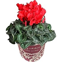 81xvH0G9evL._AC_UL210_SR210,