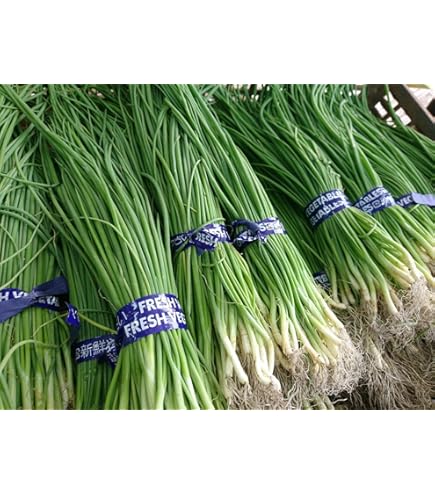 玉ねぎ苗　ソニック　1000本 楽天市場】たまねぎ ソニック 苗の通販