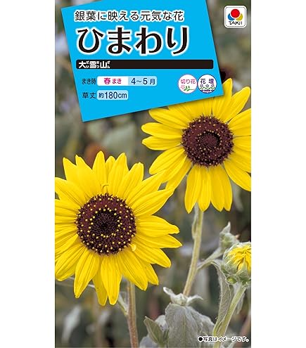ひまわり様　4点 Amazon | サカタのタネ 実咲花6737 ひまわり サンスポット