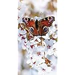 チョウ(蝶) iPhoneSE/5s/5c/5 壁紙 視差効果 Schmetterlinge 2021: Broschuerenkalender mit Ferienterminen チョウ(蝶) iPhoneSE/5s/5c/5 壁紙 視差効果 Schmetterlinge 2021: Broschuerenkalender mit Ferienterminen