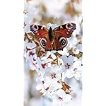 チョウ(蝶) QHD(540×960)壁紙 Schmetterlinge 2021: Broschuerenkalender mit Ferienterminen チョウ(蝶) QHD(540×960)壁紙 Schmetterlinge 2021: Broschuerenkalender mit Ferienterminen