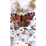チョウ(蝶) iPhone8,7,6 Plus 壁紙 拡大(1125×2001) Schmetterlinge 2021: Broschuerenkalender mit Ferienterminen チョウ(蝶) iPhone8,7,6 Plus 壁紙 拡大(1125×2001) Schmetterlinge 2021: Broschuerenkalender mit Ferienterminen