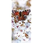 チョウ(蝶) iPhone 15,14,13,12,11,X 壁紙(1125x2436) Schmetterlinge 2021: Broschuerenkalender mit Ferienterminen チョウ(蝶) iPhone 15,14,13,12,11,X 壁紙(1125x2436) Schmetterlinge 2021: Broschuerenkalender mit Ferienterminen