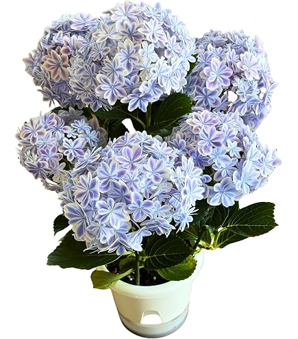 Amazon｜PURIZA 紫陽花 生花 切花 お祝い 誕生日 祝辞 開店祝い 記念日