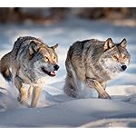 オオカミ HD(1440×1280) Wolves 2023: Kalender 2023 オオカミ HD(1440×1280) Wolves 2023: Kalender 2023