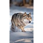 オオカミ HD(720×1280)壁紙 Wolves 2023: Kalender 2023 オオカミ HD(720×1280)壁紙 Wolves 2023: Kalender 2023