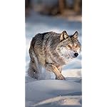 オオカミ iPhoneSE/5s/5c/5 壁紙 視差効果 Wolves 2023: Kalender 2023 オオカミ iPhoneSE/5s/5c/5 壁紙 視差効果 Wolves 2023: Kalender 2023