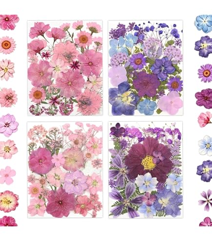 Amazon.co.jp: Phlox Pressed Flower Pack, Pressed Flower Material