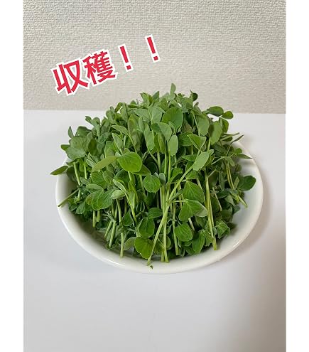 Amazon.co.jp: ハッピーヒル（うるち）農薬不使用 籾50g 種籾 陸稲
