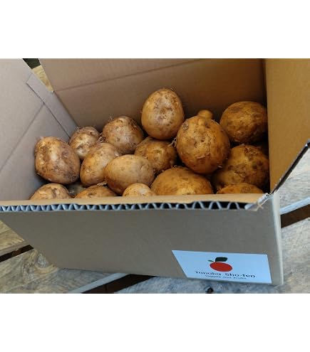 Amazon.co.jp: じゃがいも 九州産 新ばれいしょ 10kg 新じゃが 食品