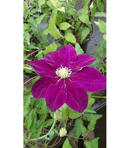 クレマチス アフロディーテ エレガフミナ 2年生苗　正規品ラベル付き クレマチス アフロディーテ エレガフミナ 2年生苗正規品ラベル付き