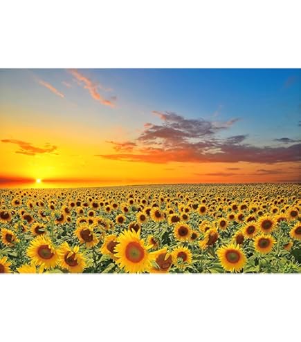 Amazon.co.jp: ジグソーパズル1000ピース ひまわり 風景 自然 ひまわり