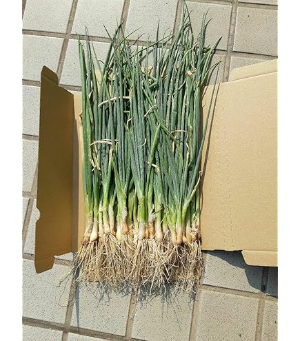 ぼうずしらずねぎ苗100本（畑での生育が良い様に、根