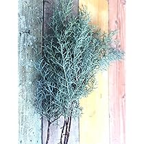 81zKbWhzScL._AC_UL210_SR210,