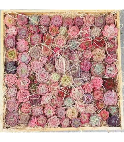 Amazon.co.jp: 多肉植物 韓国苗 アイスエイジ錦 : DIY・工具・ガーデン