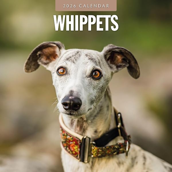 Amazon | Whippet Calendar 2026 Square Dog Breed Wall Calendar - 16