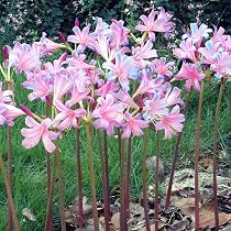 彼岸花球根【240個】　ヒガンバナ　赤色　リコリス　曼珠沙華 Amazon | リコリス ラジアータ 球根 15球 彼岸花 ヒガンバナ 曼珠沙華