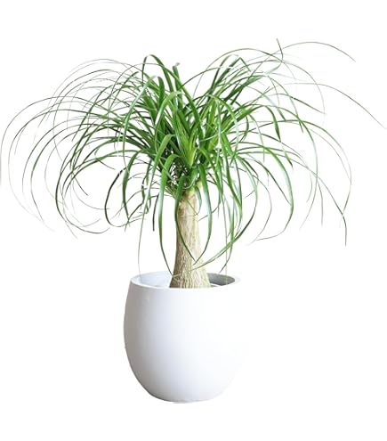 トックリラン　ノリナ　ポニーテール　抜き苗地上50cm(^^)❢ トックリラン ノリナ ポニーテール 抜き苗地上50cm(^^)❢