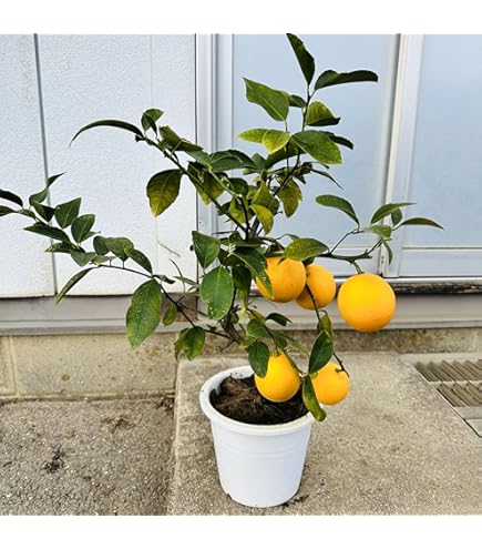 Amazon.co.jp: トゲなし レモン (《実付き》レモンの木 トゲなし