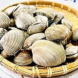 kakiya 北海道産 活あさり 1kg 大粒 1個20～30g 国産 あさり 天然あさり 活あさり 浅利 味噌汁 焼きアサリ 酒蒸し ボンゴレ バター焼き