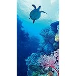 世界遺産 iPhone SE/8/7/6s(750×1334)壁紙 磯花サンゴの谷間を泳ぐタイマイ 世界遺産 iPhone SE/8/7/6s(750×1334)壁紙 磯花サンゴの谷間を泳ぐタイマイ