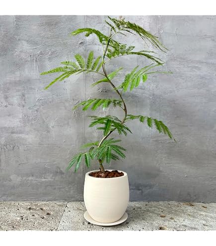 Amazon｜観葉植物 エバーフレッシュ 8号 鉢カバー付 室内用｜観葉植物 