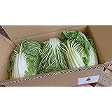 白菜　九州各県産 1ケース3玉～4玉入　Tanaka Sho-ten