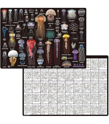 Amazon.co.jp: 「スケットダンス 」ヒロイン集合水着 下敷き 篠原健太