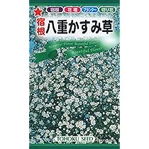 Amazon | 株式会社トーホク ローズかすみ草 00646 | 野菜