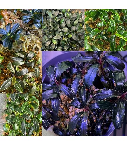 Amazon.co.jp: ブセファランドラ ソルディデュラブルー Bucephalandra