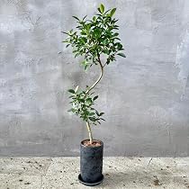 Amazon｜SUZUHA Amazon限定 観葉植物 本物 フィカス フランスゴム