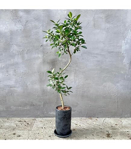 Amazon｜SUZUHA 観葉植物 本物 フィカス ウンベラータ 曲がり天然苔