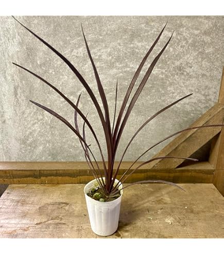 超お得❗️ コルジリネ レッドスター ⑩株SET！ 用土、pot、ヤマト配送込み❗️ ⑩株まとめ買いSET❗️コルジリネ レッドスター 鉢 用土込大きな