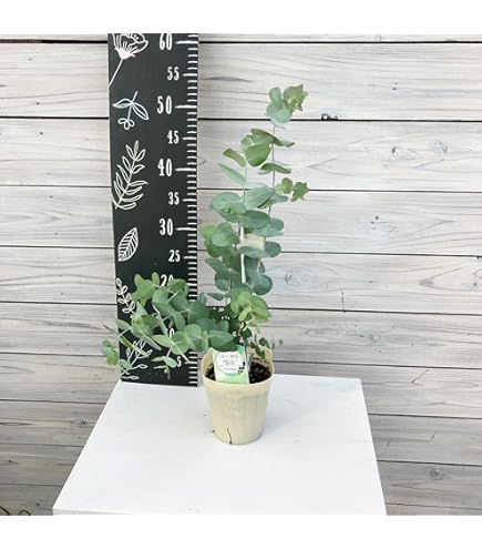 ⑮　ユーカリ　ポポラス　８号　特大苗木最高等級極上品‼️ ⑮ ユーカリ ポポラス 8号 特大苗木最高等級極上品‼️
