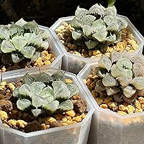 ひ*ろ様 多肉植物 ハオルチア 白帝城錦糊斑 ひ*ろ様 多肉植物 ハオルチア 白帝城錦糊斑 - メルカリ