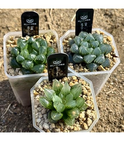 多肉植物 ハオルチア　オブツーサ錦 OB-1糊斑 オブツーサ錦って？ 斑入りの魅力/斑を表す用語/錦の選び方 | グリーン