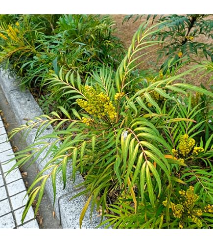 緑 紫 イザナギ＆イザナミ CX以下 3コン 33種99枚 アメノトリフネ 緑 紫